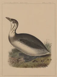 Birds, Plate IX